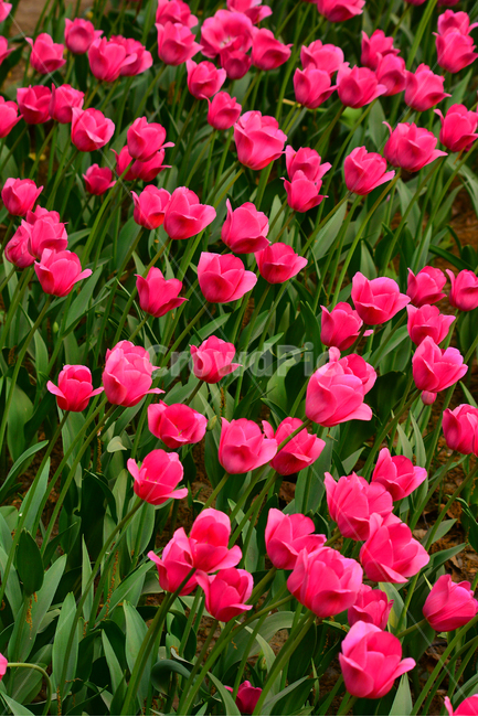 서울숲,튜립,튤립,진분홍색,봄꽃,봄이미지,아름다운,야생화,들꽃,꽃,꽃소식,flowers,beautiful,화려한,화사한,정원,가든,앞마당,plants,spring,pretty,예쁜,garden,그린,green,작은,클로즈업,공원,꽃밭,배경,바탕,백그라운드,background,봄,계절,spring,season,식물,자연,plants,nature,꽃,flower,plant,blossom