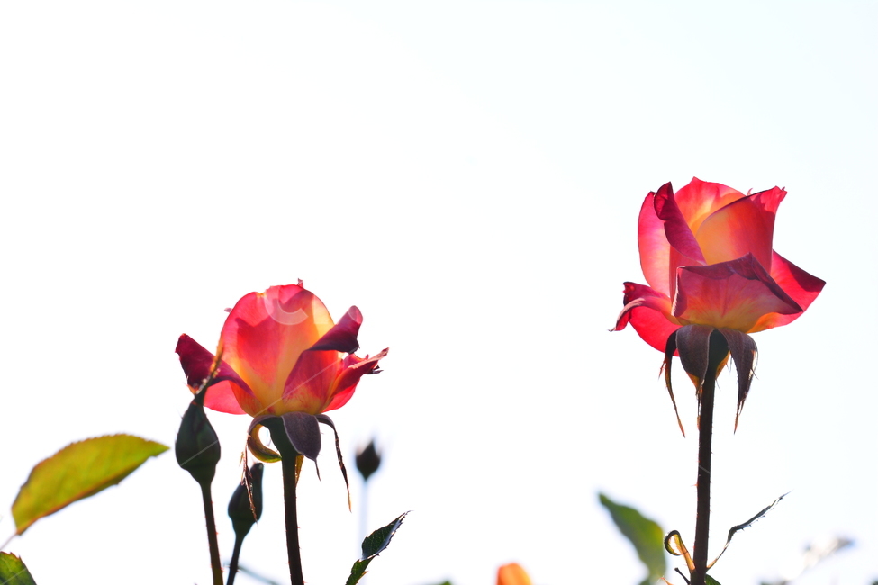 장미,장미꽃,로즈,꽃,아름다움,예쁜,플라워,데코레이션,꽃송이,꽃잎,feeling,rose,flowers,5월,계절의여왕,가시,가든,정원,앞뜰,장미원,장미축제,BEAUTIFUL,plant,garden,빨강색장미,빨간색장미,두송이,누끼,식물,자연,plants,nature,꽃,flower