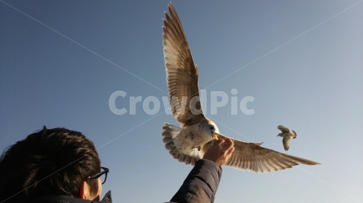 animal,동물,bird,새,person,사람,하늘,sky