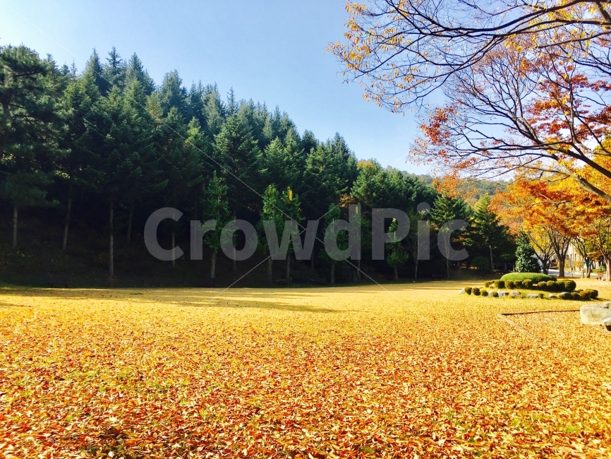 가을,단풍,낙엽,황금들판,나무,숲,캠퍼스,잔디밭,가을,계절,fall,autumn,season,자연,풍경,nature,landscape,plant,식물,tree