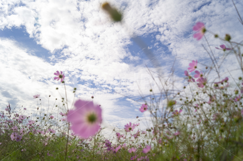 하중도,하늘,꽃,코스모스,꽃밭,가을,계절,fall,autumn,season,식물,자연,plants,nature,꽃,flower,blossom,petal,꽃잎,plant
