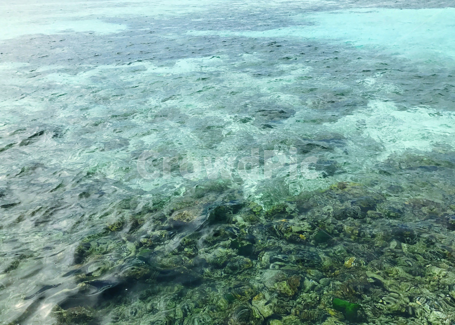 water,물,ocean,대양,sea,바다,nature,자연,outdoors,옥외,animal,암초,산호초,sealife,해양생물