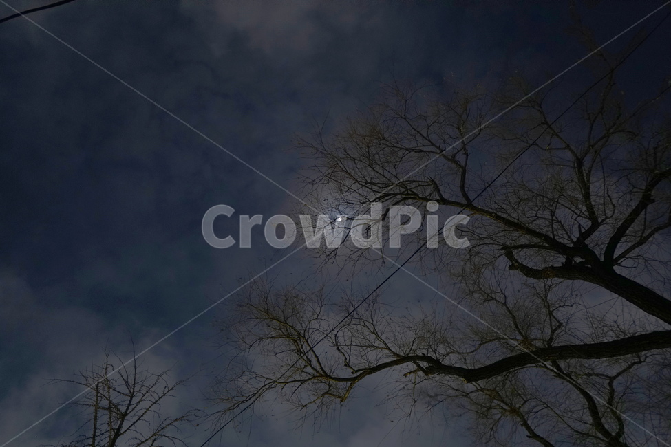 달,나무,겨울,숭인근린공원,밤,야경,nightscape,townscape,산책,자연,풍경,nature,landscape,야경,밤,nightscape,night,outdoors,옥외