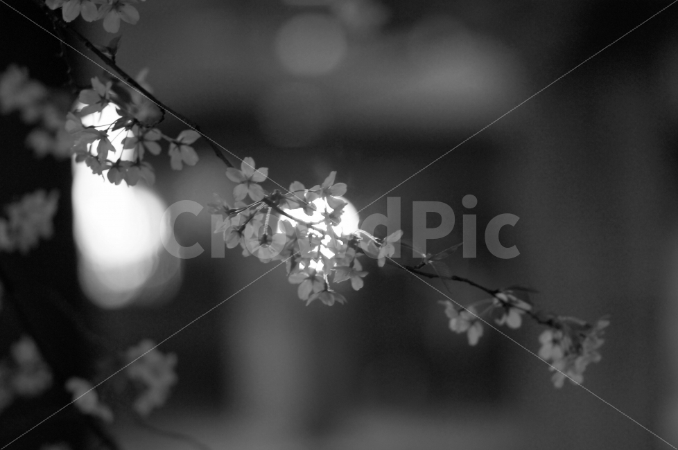 흑백,벚꽃,밤,꽃,봄,풍경,감성,식물,자연,plants,nature,봄,계절,spring,season,꽃,flower,야경,밤,풍경,nightscape,night,landscape,흑백,모노톤,monochrome,black and white,plant,blossom