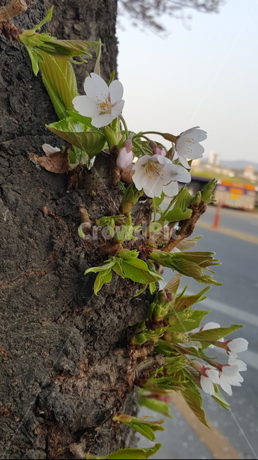 벚꽃,flower,blossom,식물,plant,꽃,꽃나무,사쿠라,야외,봄