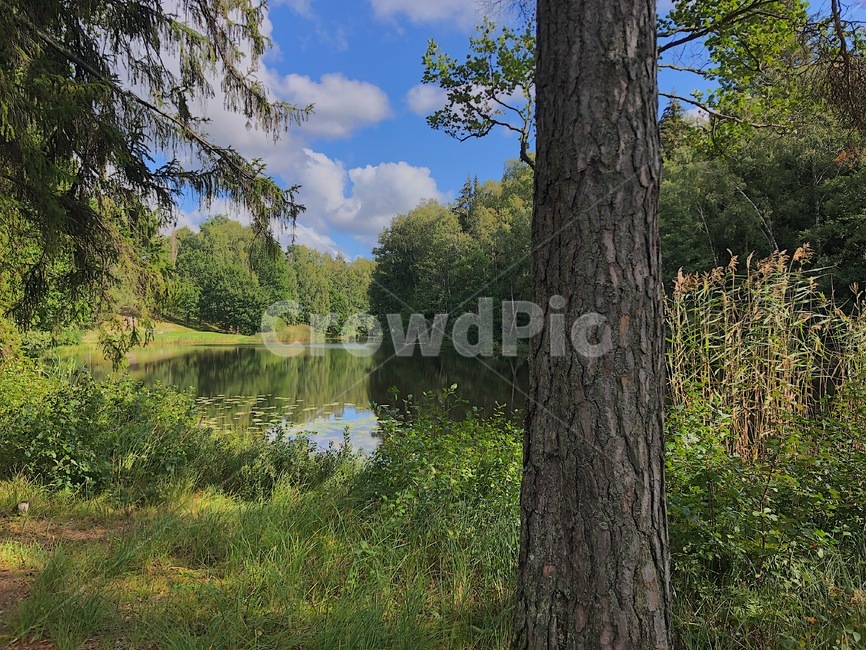 plant,식물,tree,나무,treetrunk,나무줄기,nature,자연,water,물