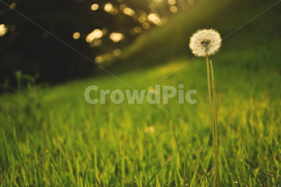 자연,민들레,녹색,꽃,식물,dandelion,plant,배경,햇살,식물,자연,plants,nature
