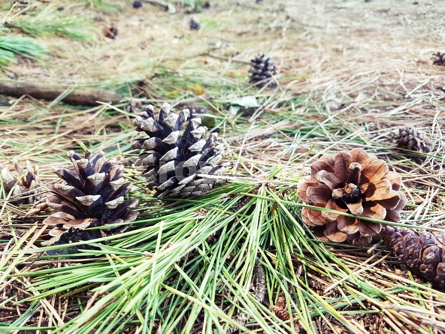 plant,식물,tree,나무,conifer,구과식물,솔방울,숲속,솔잎