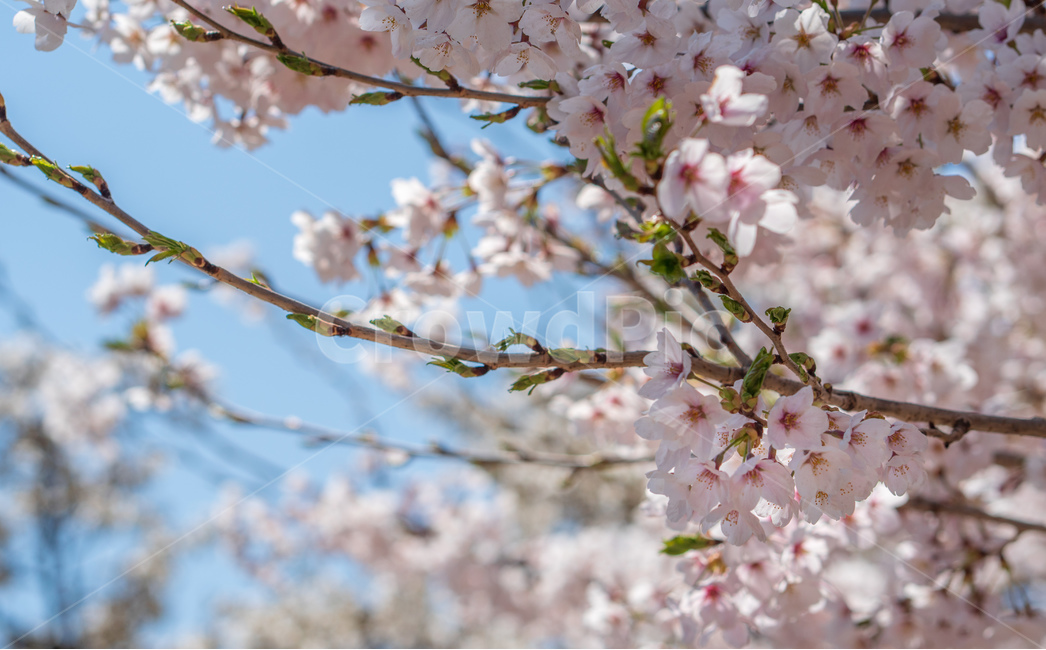 벚꽃,봄꽃,꽃,계절,spring,season,cherrymlossoms,꽃축제,파란하늘,푸른하늘,자연,가로수,벚꽃축제,연분홍색,핑크색,바탕,공원,flower,nature,garden,beautiful,예쁜,봄,나무,수수한