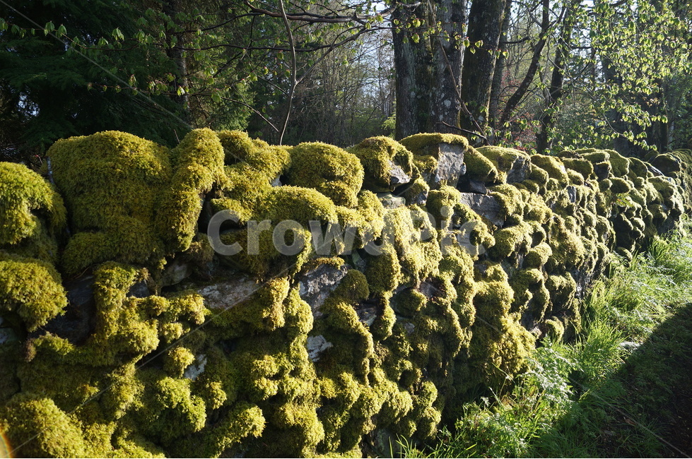 식물,moss,이끼,초목,tree,식물,자연,plants,nature