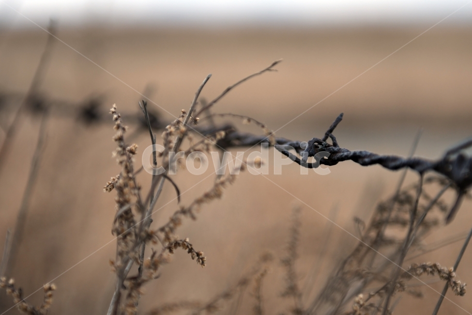 갈대,갈대밭,우음도,겨울갈대,길,풍경,강아지풀,철조망,식물,자연,plants,nature,감성,sensible,feeling