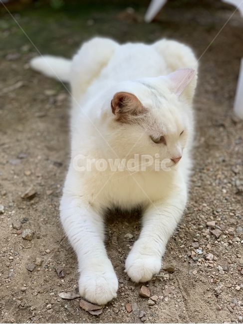고양이,동물,귀여운,cat,animal,cute,pet,mammal,포유류,동물,animal,포유류,mammal,고양이,cat,kitten,kitty