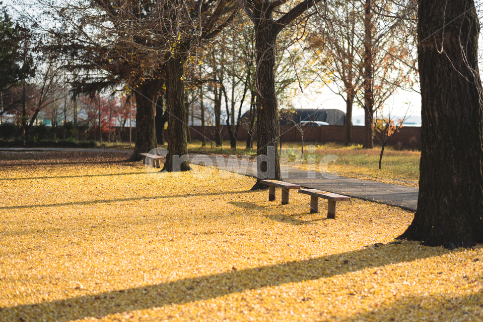가을,은행잎,가을풍경,풍경,쓸쓸함,따뜻함,가을,계절,fall,autumn,season,자연,풍경,nature,landscape,park bench,공원 벤치,bench,벤치,furniture,가구