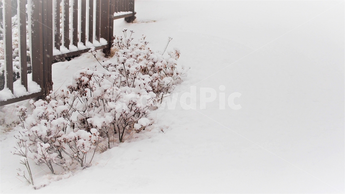 snowflake,cozy,tree,winter,cotton,film,blank space,snowy day,peaceful,emotion,white,postcard,snow,plant,season,serene