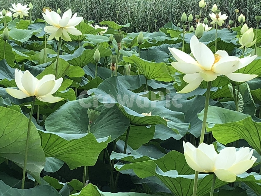 꽃,궁남지,연꽃,연꽃축제,식물