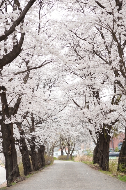벚꽃길,벚꽃,꽃놀이,봄,봄꽃,봄향기,봄,계절,spring,season,자연,풍경,nature,landscape,식물,plants,나무,trees,wood,plant
