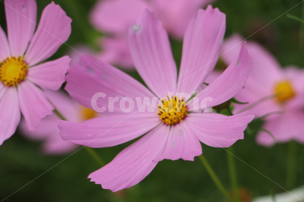 plant,식물,flower,꽃,코스모스,blossom,식물,자연,plants,nature,꽃,flower