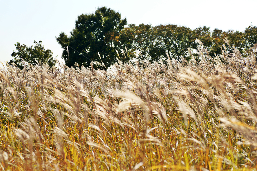 억새,두영,여러해살이풀,망근,자주억새,약재,관상용,약용,가을,계절,fall,autumn,season,grass,잔디,plant,식물