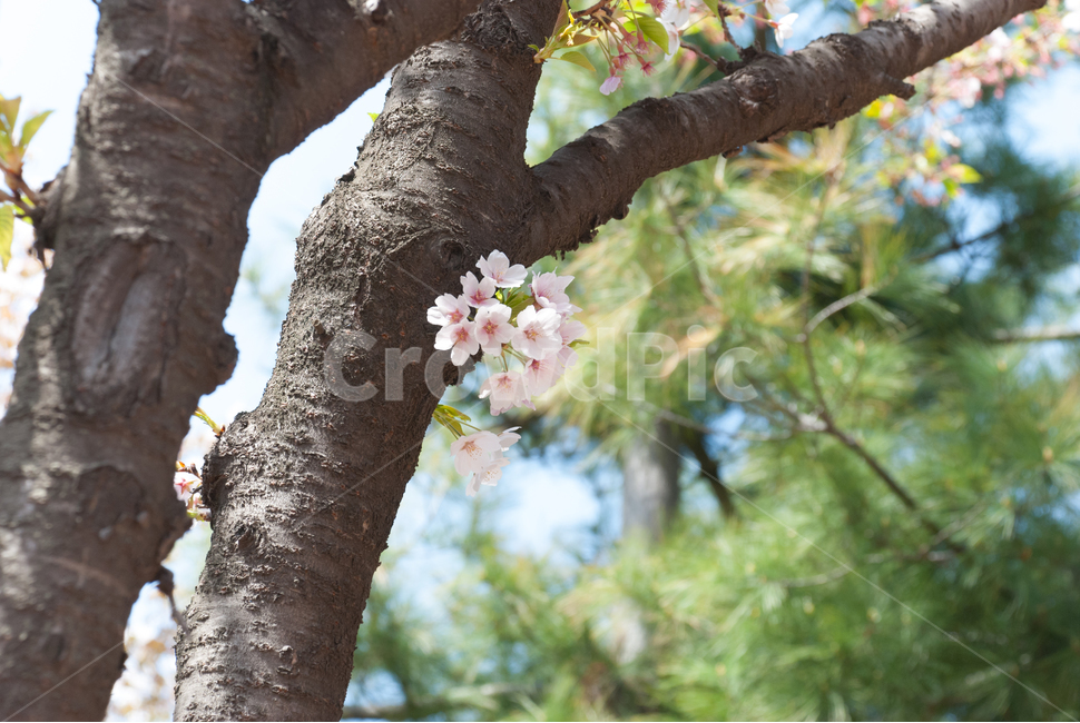봄,벚꽃,꽃,배경,자연,풍경,하늘,나무,공원,cherryblossoms,식물,벚나무,매화,계절,축제,조경,나뭇가지,시골,경치,화사한,핑크,향기,분홍,맑음,spring,season,flower,생화,만개,만발,봄,계절,spring,season,식물,자연,plants,nature,꽃,flower,plant,tree,tree trunk,나무 줄기