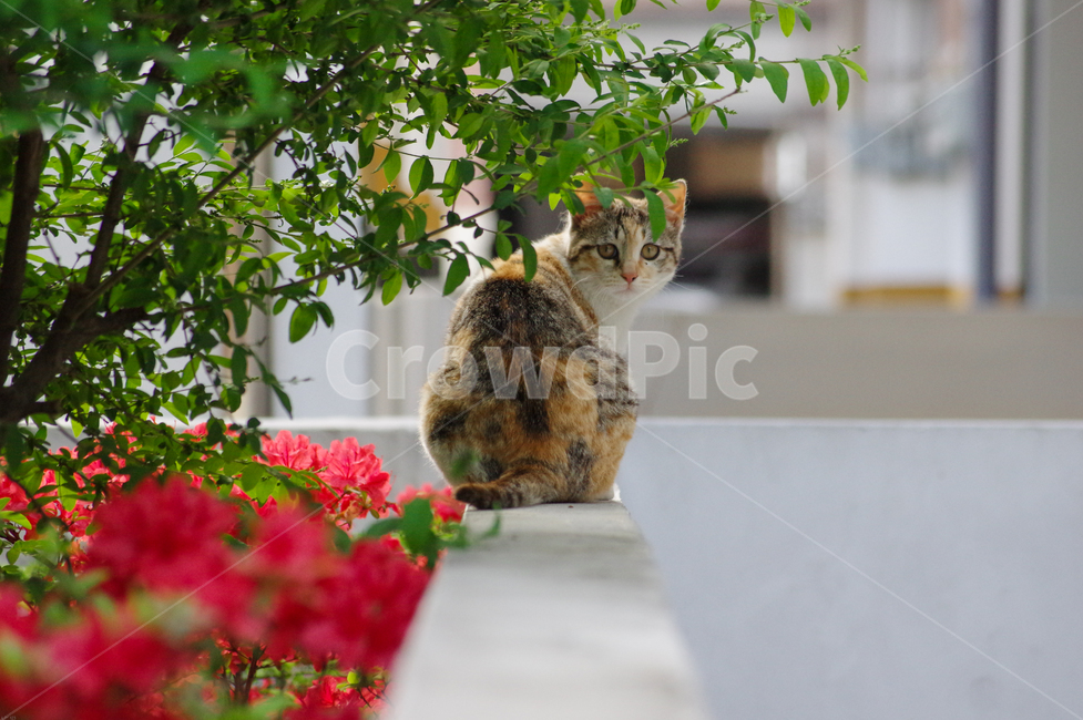 고양이,동물,길고양이,꽃과고양이,골목길,동물,animal,포유류,mammal,고양이,cat,kitten,kitty