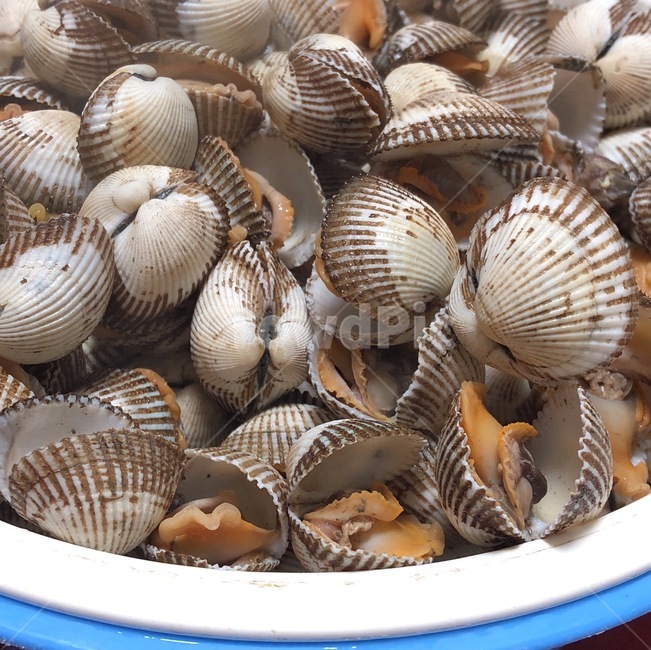 꼬막,조개,1kg,삶은,맛있는
