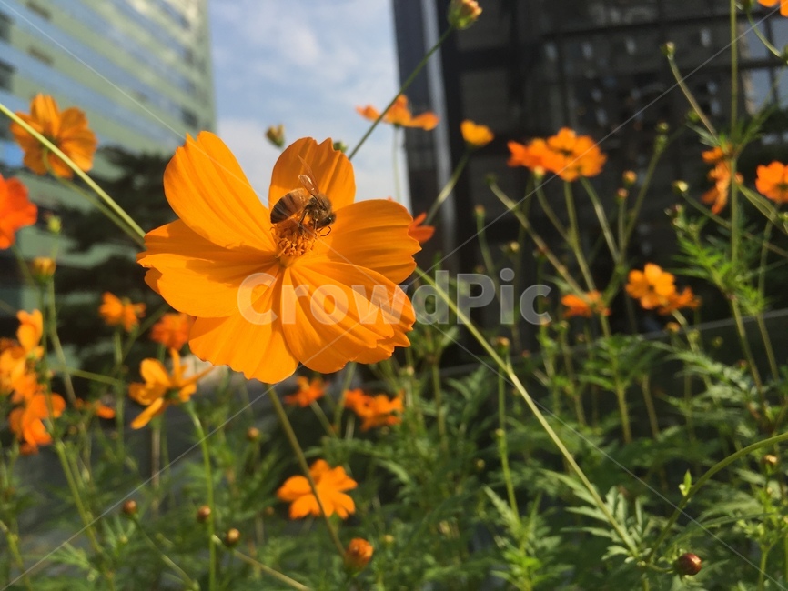 꽃,벌,꽃가루,봄,꿀,flower,bee,honey,spring,식물,자연,plants,nature,꽃,flower