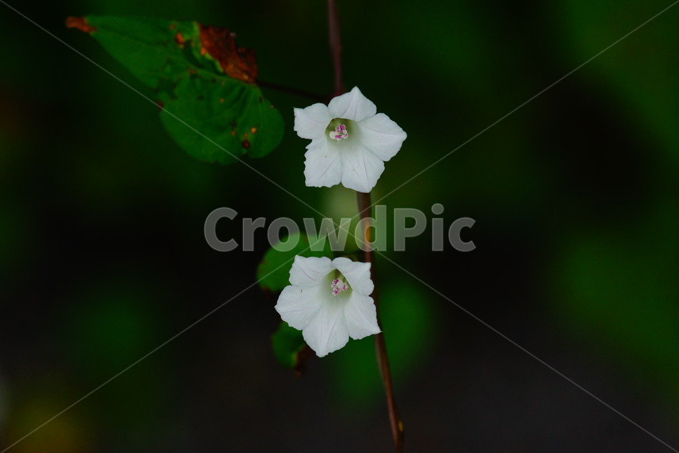 plant,식물,blossom,꽃,petal,꽃잎,flower,식물,자연,plants,nature