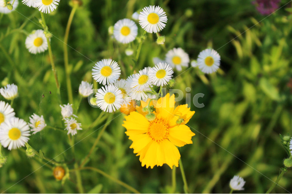 감성사진,자연,하늘,꽃풍경,풍경사진,색감,flower,sky,summer,nature,color,yellow,green,식물,자연,plants,nature,꽃,flower
