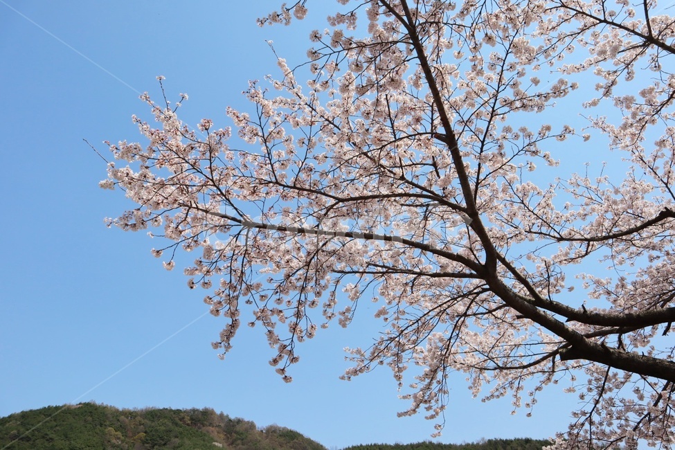 벚꽃,벚꽃나무,봄,봄풍경,cherryblossom,spring
