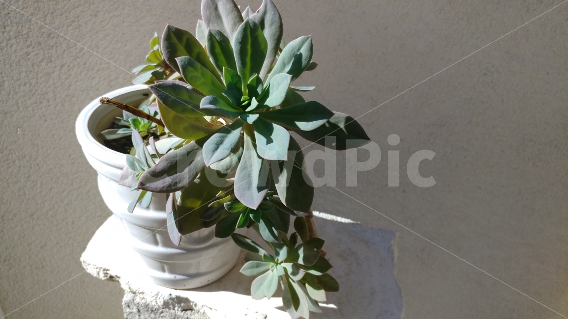 다육이,다육화분,이런초록색,뒷뜰에서,succulent,gardening,thisgreen,초록사랑,자연,natureaddic,naturelover,자연사랑,식물,자연,plants,nature