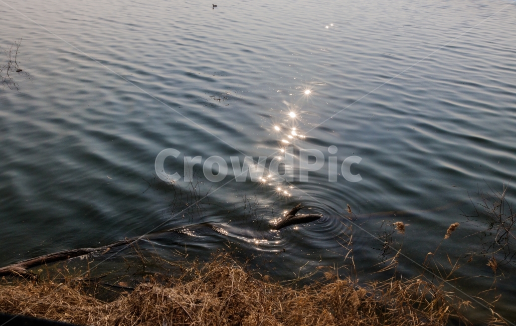호수,자연,물에비친,반짝반짝,빛갈라짐,자연,풍경,nature,landscape,water,물,outdoors,옥외