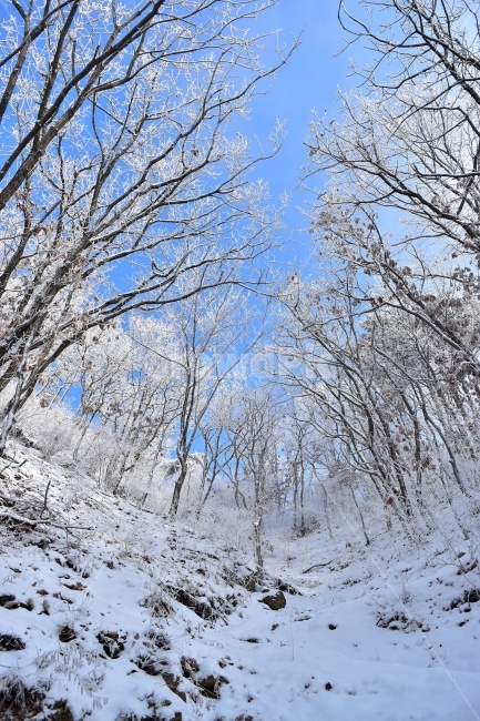 용문산,백운봉,풍경,자연,등산,트레킹,산행,마테호른,두리봉,파란,하늘,상고대,서리꽃,눈꽃,눈,눈풍경,양평,겨울,힐링,산행지,국내여행,자연풍경,산사진,비경,100대명산,감성,조망,전망,자연휴양림,세수골,겨울왕국,아름다운,수려한,겨울,계절,winter,season,자연,풍경,nature,landscape,한국자연풍경,한국자연경관,korea nature landscape,outdoors,옥외,tree,나무,woodland,삼림지,vegetation,초목,forest,숲,land,땅,plant,식물