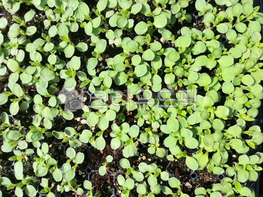 모종,새싹,참깨,참깨모종,비닐하우스,재배,농촌,시골,농산물,농업,plant,식물,참깨새싹,백그라운드,패턴,무늬,배경,봄