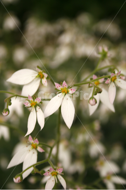 바위취,식물,flower,plants,nature,꽃,식물,자연,plants,nature,꽃,flower