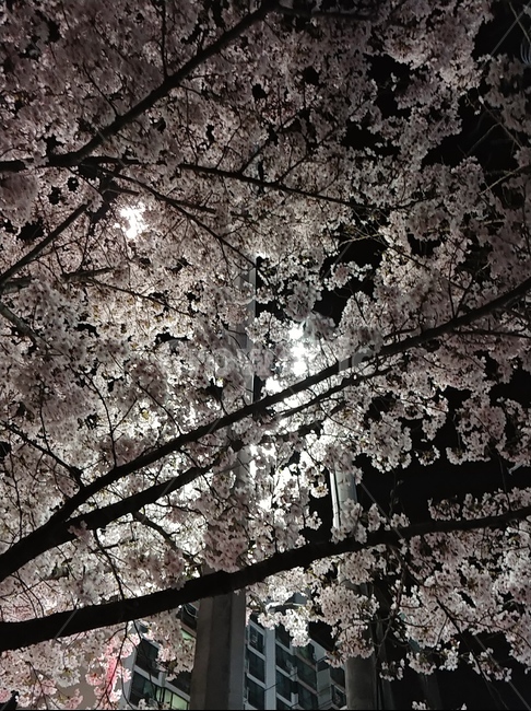 벚꽃,벚꽃나무,벚꽃사진,왕벚꽃,왕벚꽃나무,밤,봄,계절,spring,season,식물,자연,plants,nature,꽃,flower,plant,leaf,잎,blossom