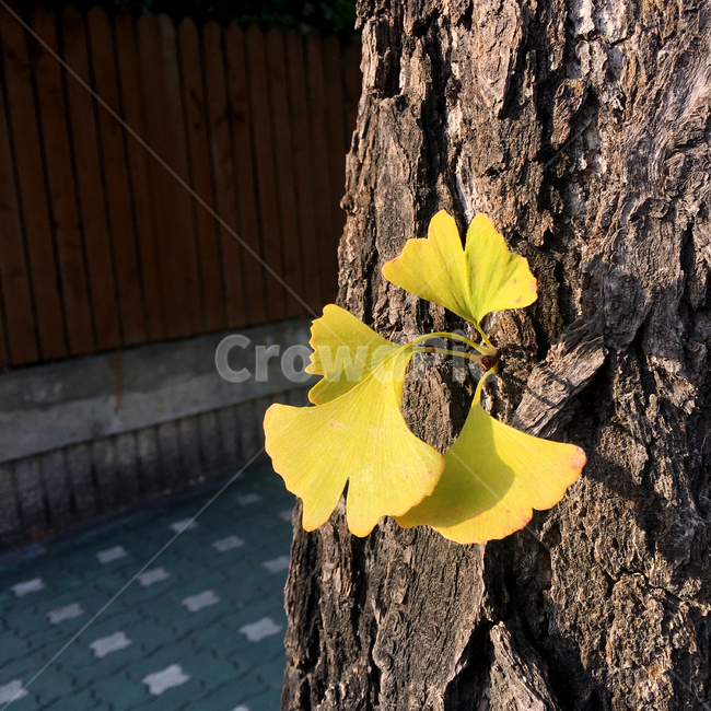 가을,은행잎,노랑,은행나무,단풍,자연,잎,잎사귀,나뭇잎,yellow,autumn,fall,nature,leaf,감성사진,가을,계절,fall,autumn,season,식물,자연,plants,nature,plant,tree,나무
