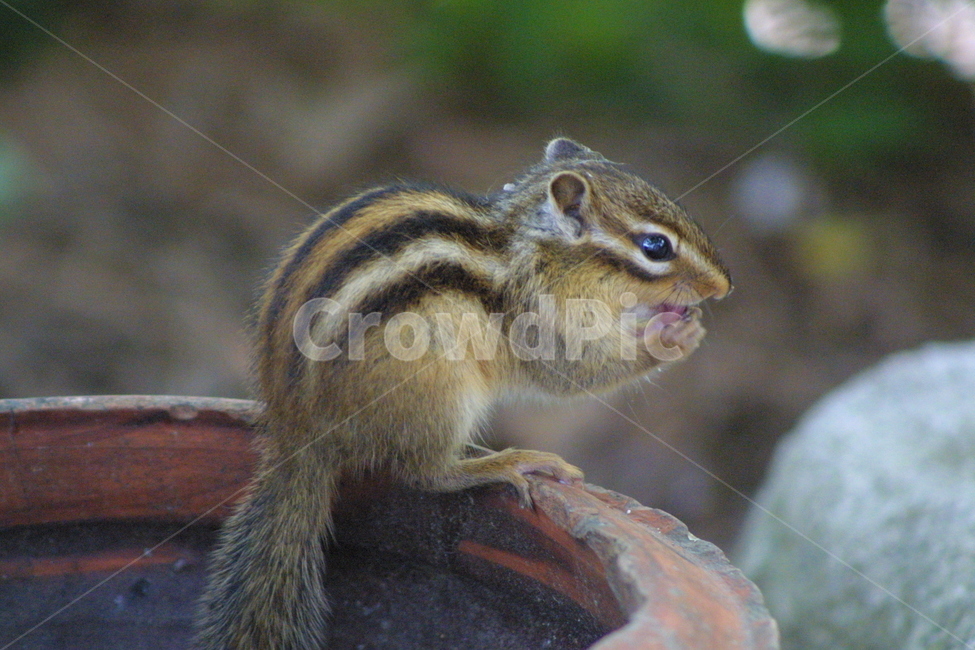 자연,동물,다람쥐,가을,설악산,동물,animal,포유류,mammal