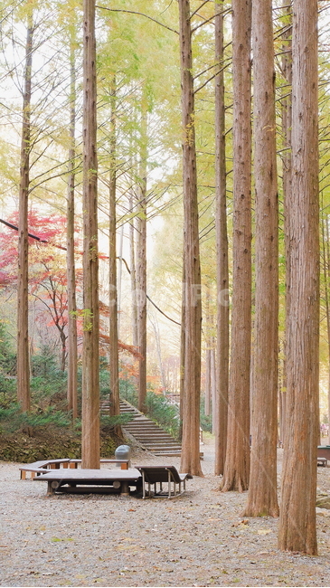 나무,자연,풍경,가을,휴양림,휴식,힐링,공원,가을,계절,fall,autumn,season,나무,trees,wood,path,통로,plant,식물,tree