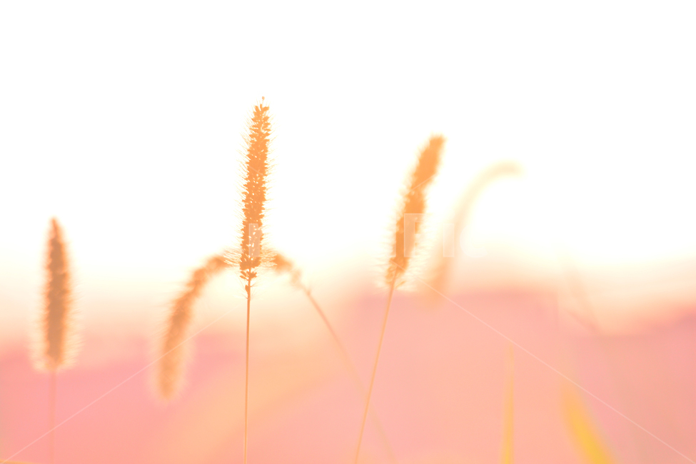 가을,강아지풀,들꽃,야생화,우리꽃,토종,가을꽃,들풀,시즌,계절,야외,9월,10월,감성,분위기,필링,배경,바탕,백그라운드,석양,노을빛,해질무렵,season,fall,autumn,emotion,sensible,feeling,background,plants,flowers,wildflowers,sunset,노랑색,옐로우,yellow,색감,몽환적,화이트,분홍색,식물,자연,plants,nature