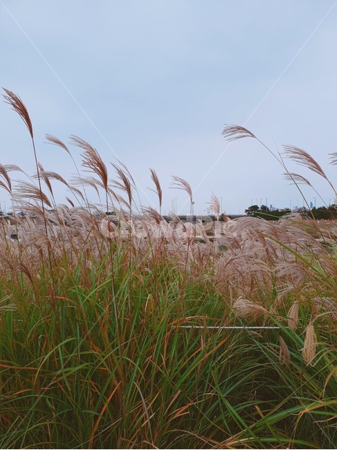 갈대,식물,억새,가을,plant,정원,garden,lawn,reed,가을,계절,fall,autumn,season,식물,자연,plants,nature