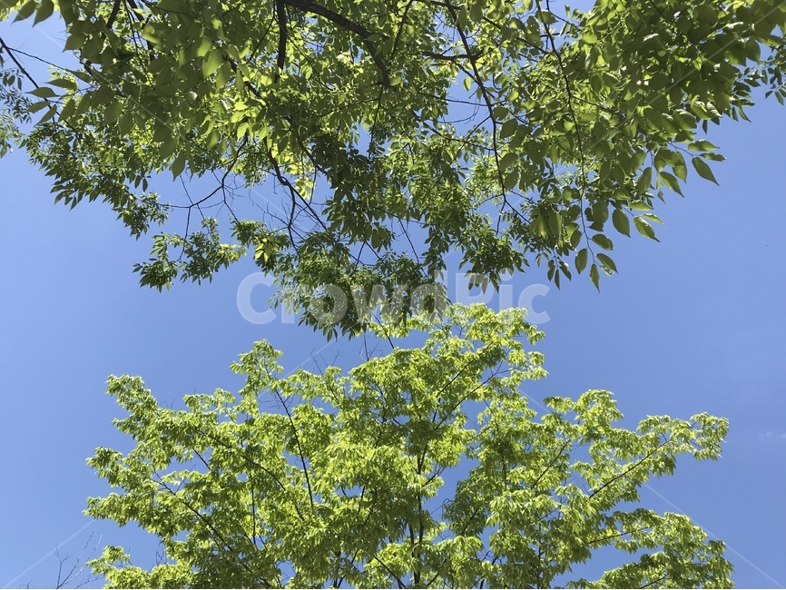 sky,blue,파란,하늘,나무,tree,식물,자연,plants,nature,나무,trees,wood