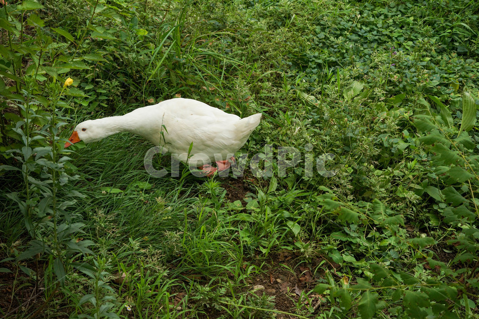 animal,동물,거위,green,goose,동물,animal,조류,새,birds