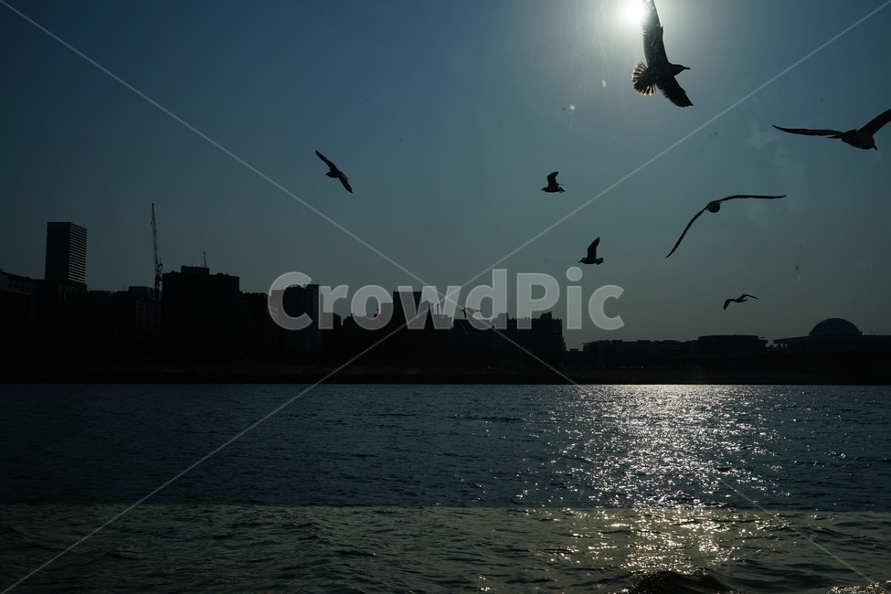 새,강변,갈매기,하늘,실루엣,석양,느낌,감성,감성샷,풍경샷,풍경,풍경사진,강,강가,역광,비상,유람선,데이트,도시,풍경,city,landscape,동물,animal,조류,새,birds,실루엣,그림자,silhouette,shadow,flying,나는,bird,adventure,모험,leisure activities,레저 활동
