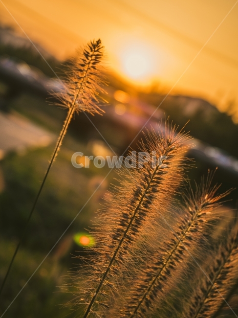 강아지풀,역광,노을,도로,해,식물,자연,plants,nature,감성,sensible,feeling,휴식,힐링,rest,relaxation,healing
