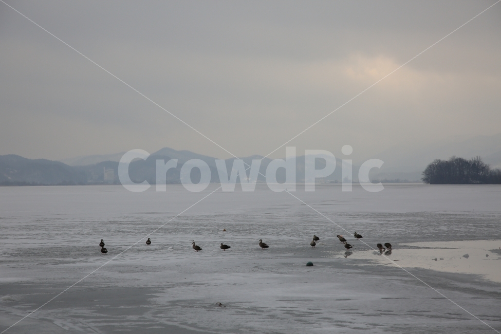겨울강,오리,겨울,얼음,흐림,자연,풍경,nature,landscape,한국자연풍경,한국자연경관,korea nature landscape,해변,바다,beach,sea,동물,animal,조류,새,birds,bird,land,땅,outdoors,옥외,promontory,곶
