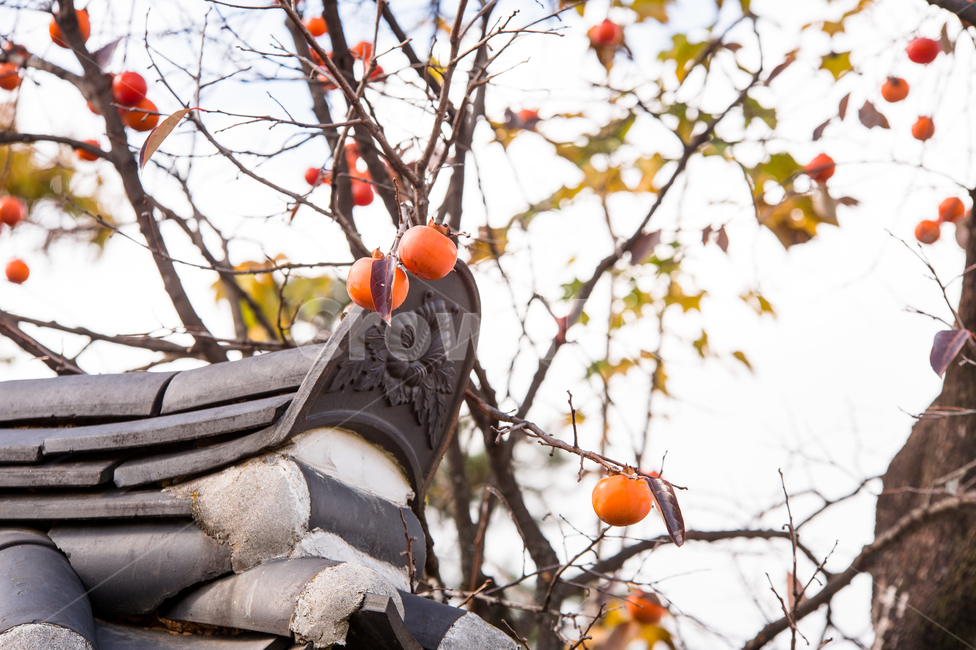 감나무,autumn,까치밥,홍시,기와,기와집,가을,감성,가을,계절,fall,autumn,season,plant,식물,food,음식,persimmon,감,fruit,과일