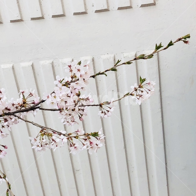 벚꽃,꽃,봄,집앞,flower,벚꽃놀이,벚꽃구경,봄,계절,spring,season,plant,식물