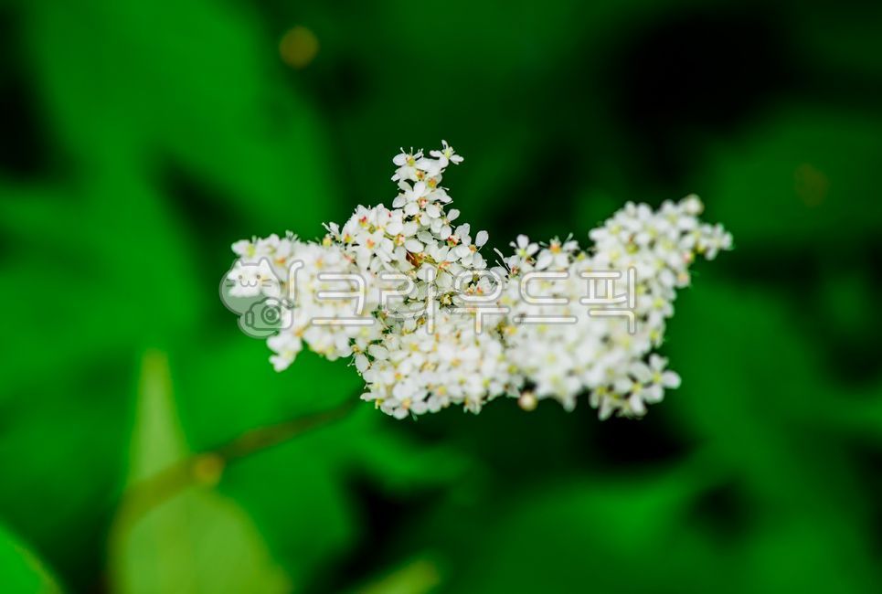 Cheongmok,tubular flower,white flower,green leaves,corymb inflorescence,flower tree,fresh flowers,viburnum flower,mountain flower,plant growing together,flowers,garden tree,viburnum tree,Oil painting,tree,Botanical garden,flower,whitening,ornamental tree,