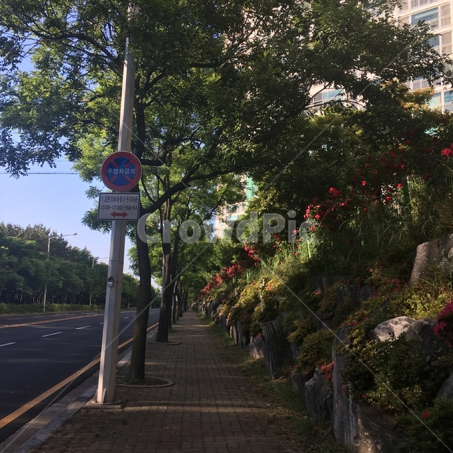 산책로,도보,자연,도심,꽃,산책,풍경