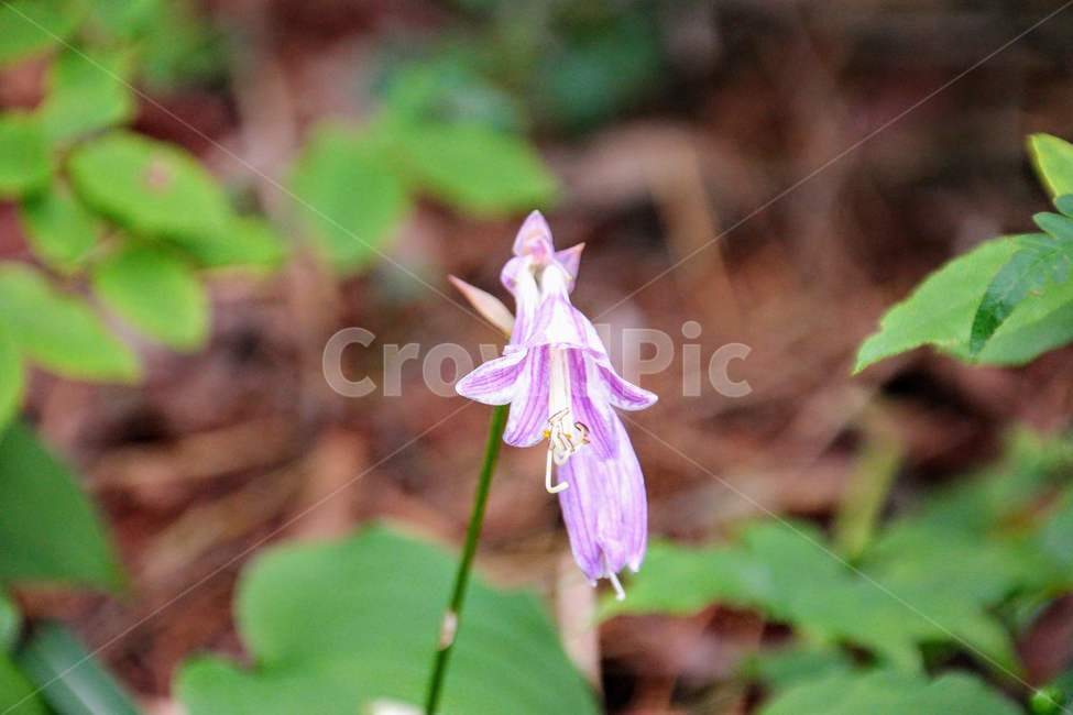 꽃,야생화,비비추,여름,산,식물,자연,plants,nature,꽃,flower